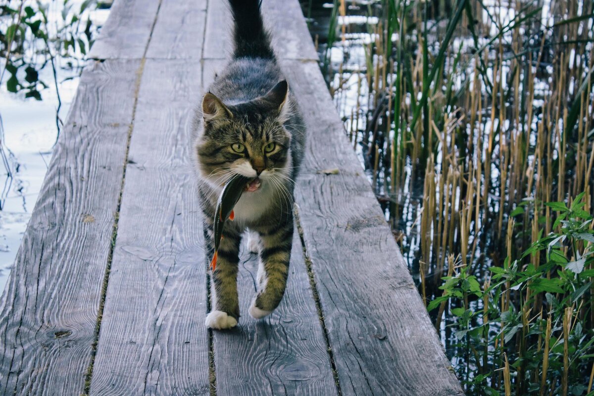 Рыбка поймалась