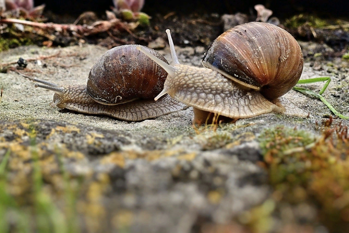 Гонка улиток. Улитка Виноградная escargots. Улитка новая Зеландия. Гонки улиток. Улитки в Ставрополе.