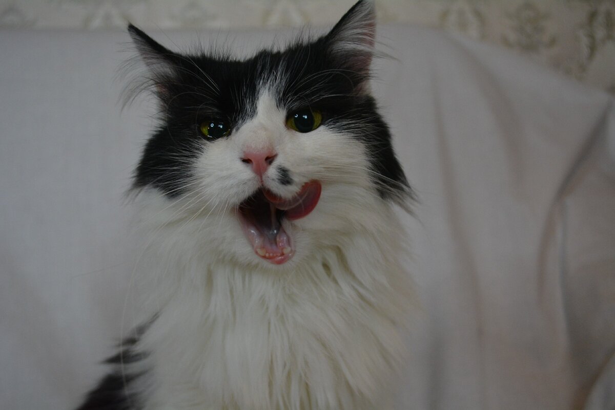 Хозяин, давай еще вкусняху!!!