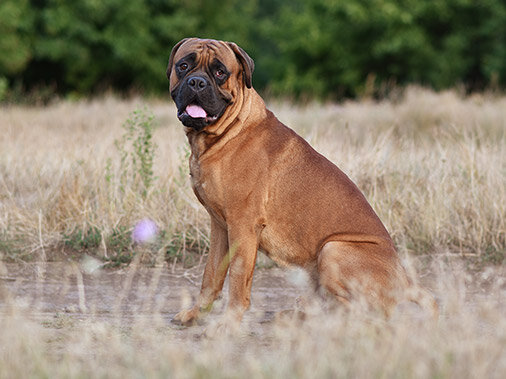 Бульмастиф