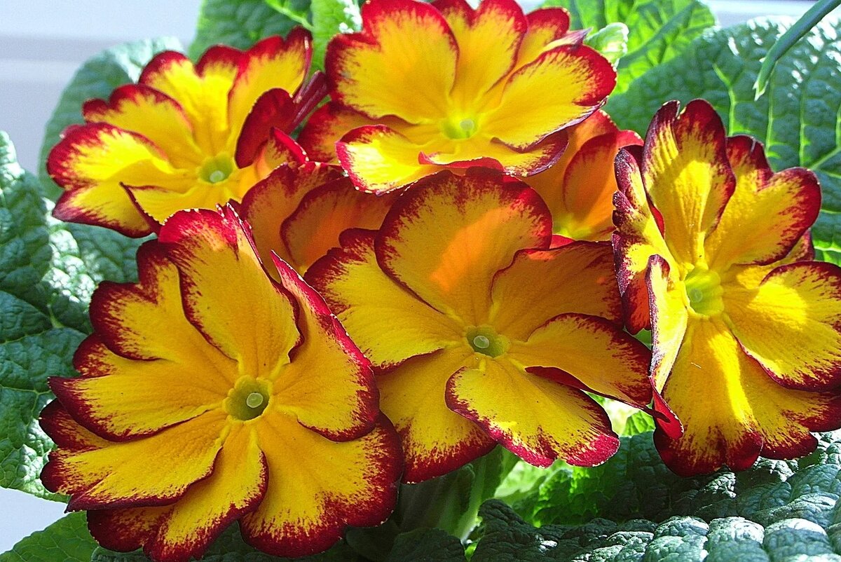 Примула Tagetes Orange