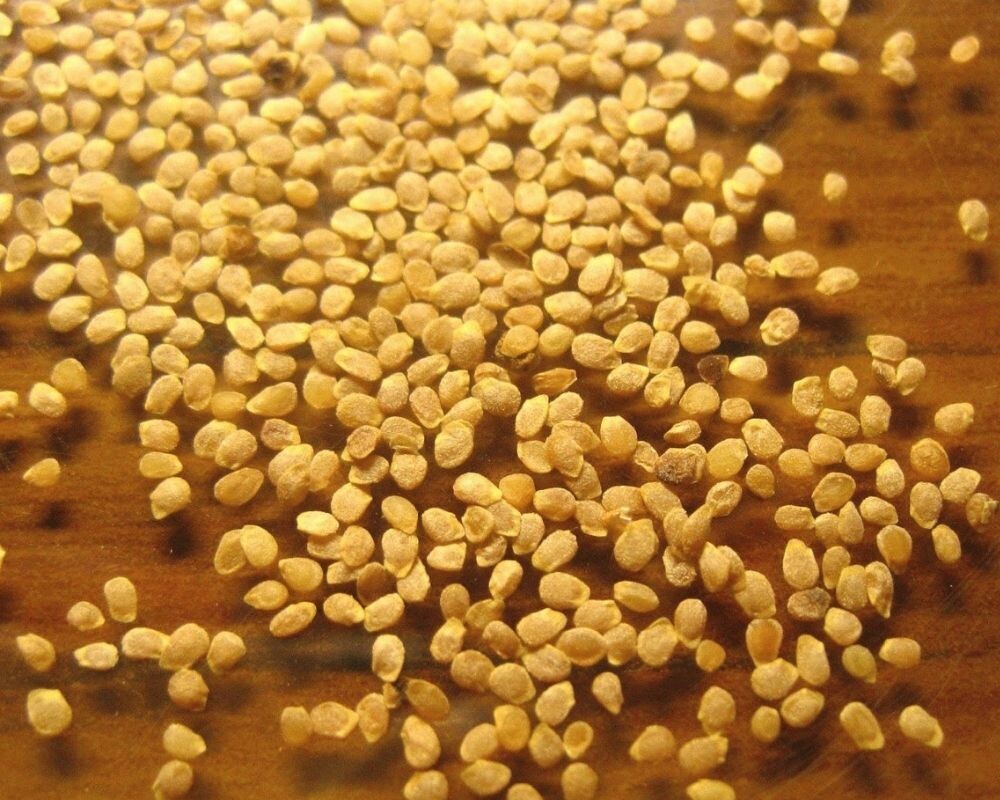 Семена картофеля