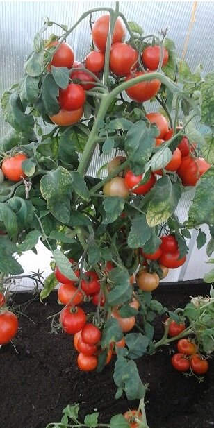 С этими томатами я всегда с богатым урожаем.