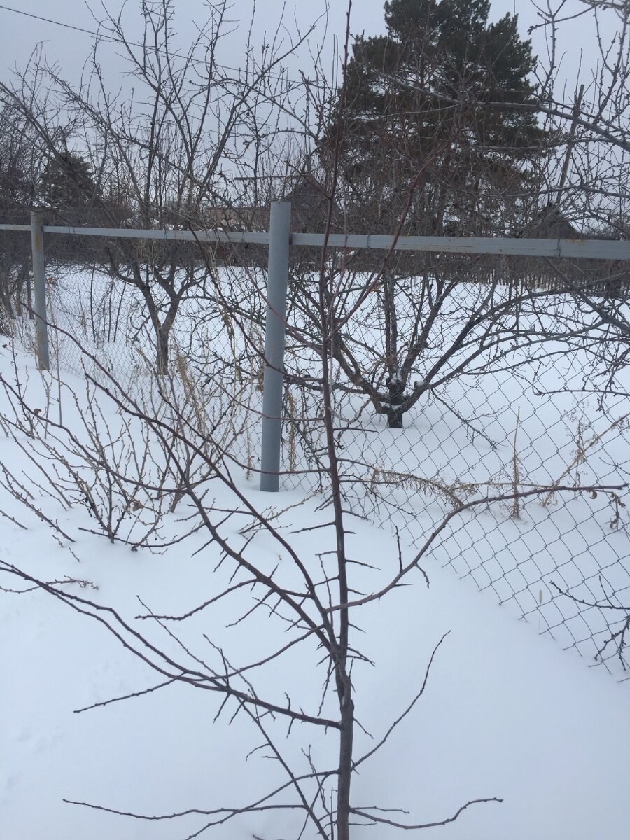 А пока Дача выглядит вот так, на фото молоденькое дерево сливы 