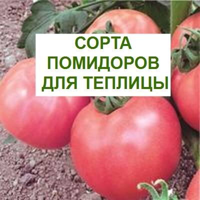Урожайные сорта помидор для теплицы