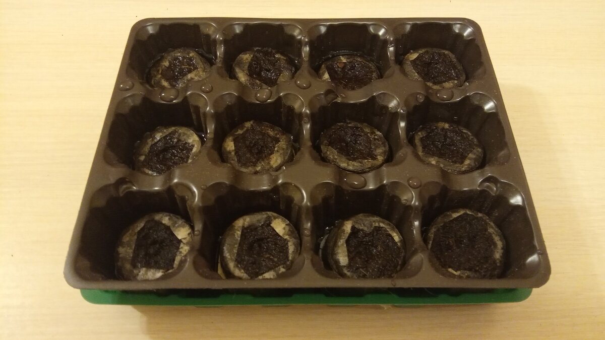 Мини парник из Фикс Прайса с замоченными торфяными таблетками. Листайте галерею