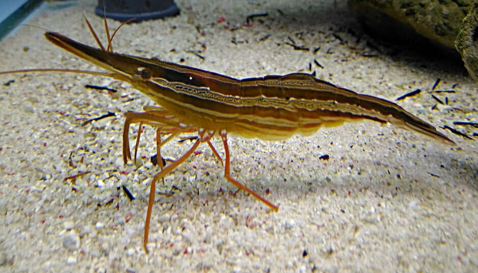 Личинка чилима. Креветка чилим приморская. Травяной чилим. Креветка травяная чилим. Креветка травяная чилим.