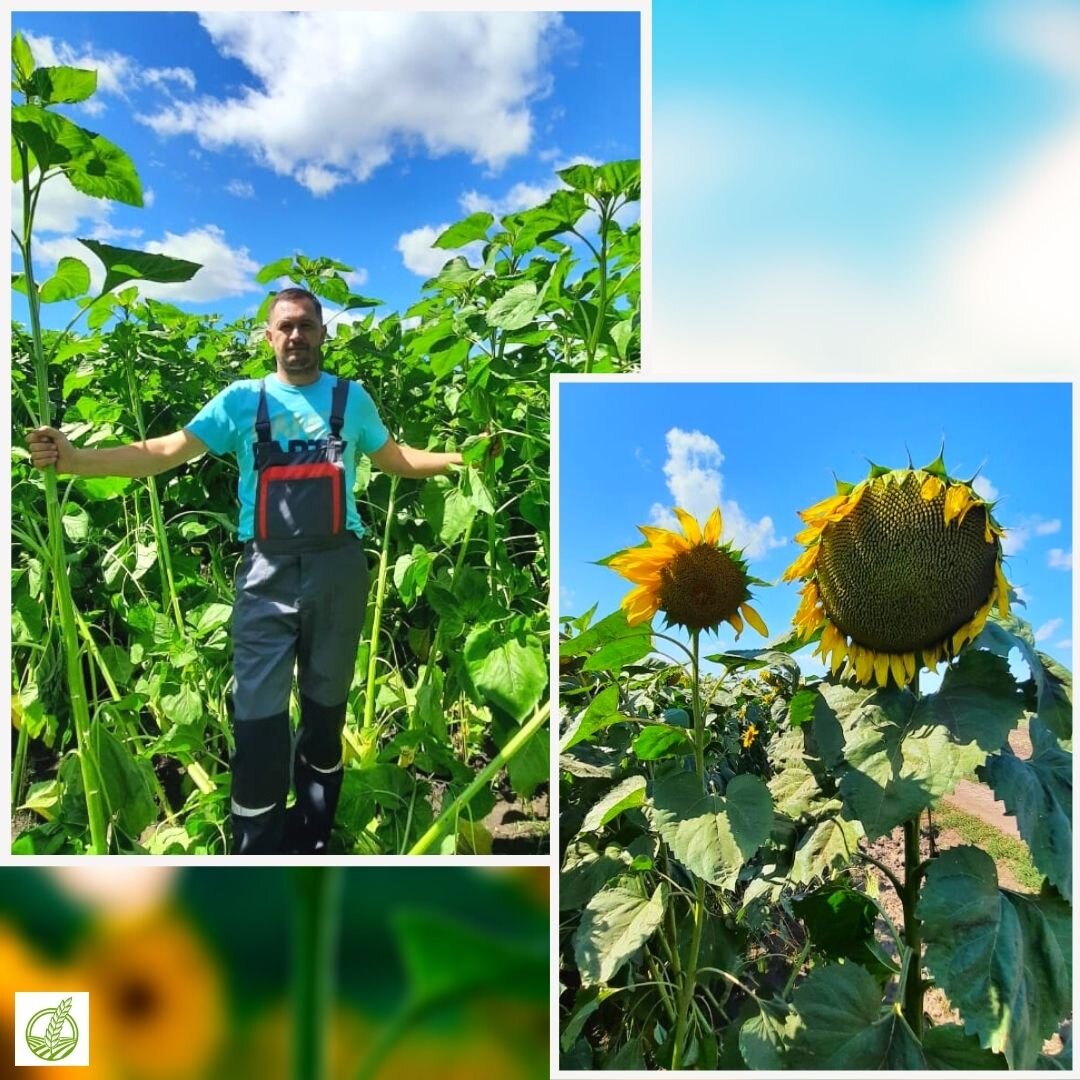 агроном Павел Солосёнко, возделывание подсолнечника 