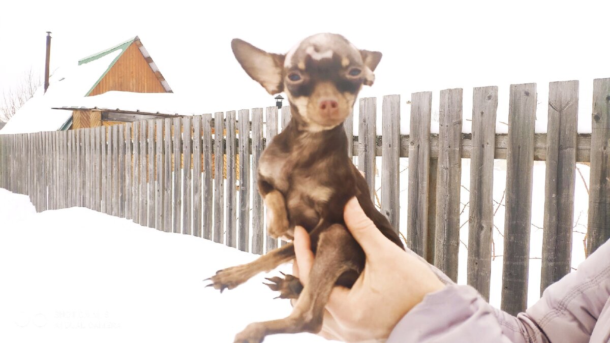 " а догадайтесь сами "