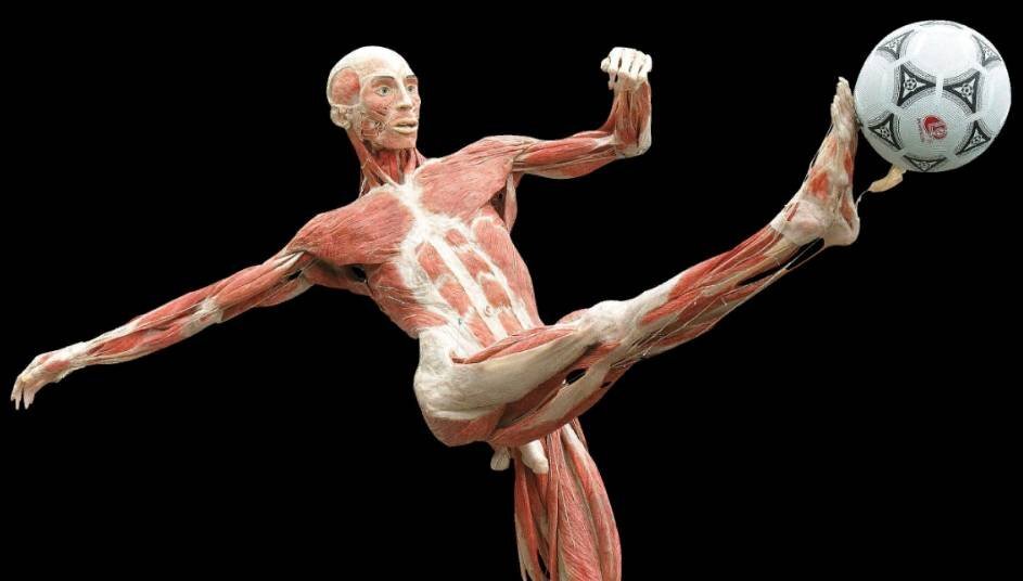 На выставке Body Worlds. Источник: http://bodyworlds.moscow/ru/galereya