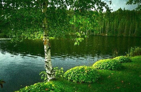смотрите, как меняется лес