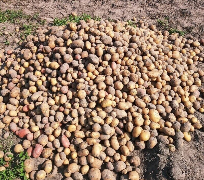 Источник фото https://www.instagram.com/p/CFG9ZbsHA0b/