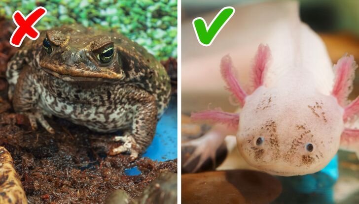 В которых можно держать как. В которых можно держать как. В которых можно держать как. Экзотические домашние животные для квартиры. Маленькие экзотические домашние животные.