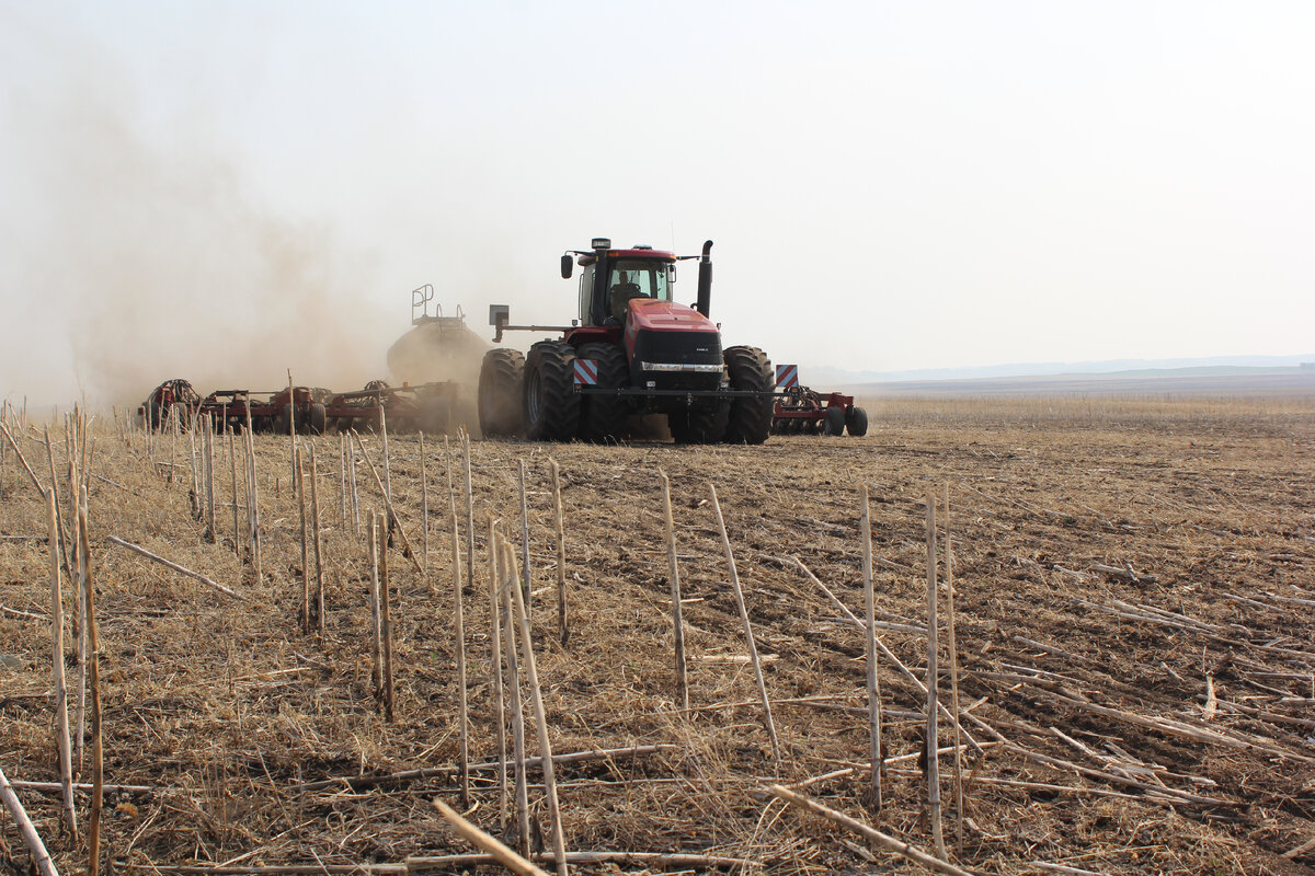 На этом поле ведется посев твердой пшеницы. Чтобы освободить его от сорняков и взошедшего самосева подсолнечника, полеводы применяли гербициды. Следующую обработку будут делать только в фазе кущения пшеницы . фото автора