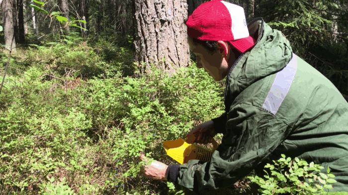То, как орудовала комбайном я