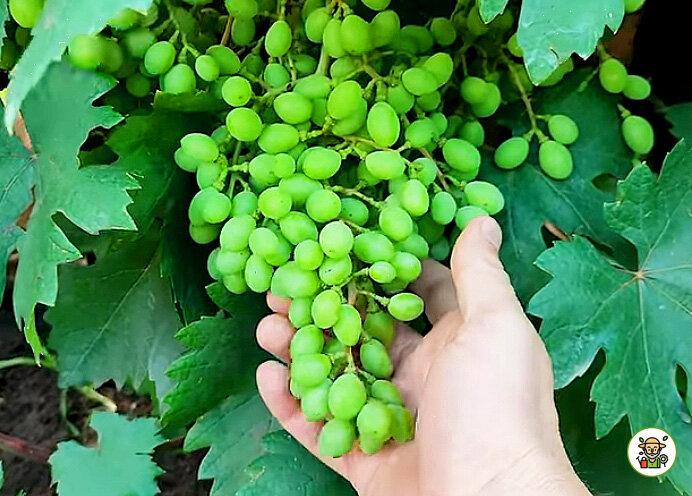 Ягода на винограде начинает наливаться