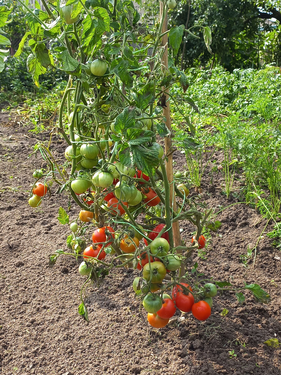 Фото автора от 02.08.2021.