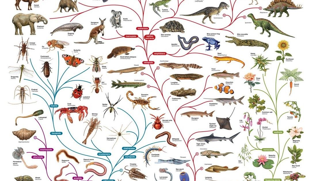 Филогенетическое Древо эволюции позвоночных. Эволюционное Древо Дарвина.