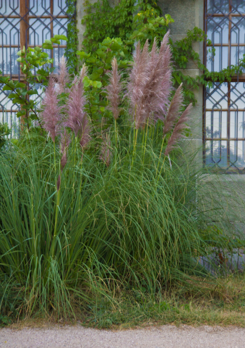 Кортадерия селло(пампасная трава)