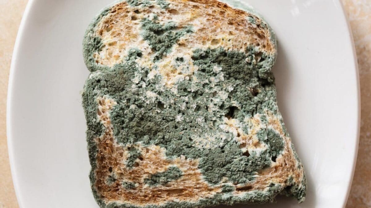 заплесневевший хлеб. плесень на пищевых продуктах. плесень на пищевых продуктах. плесневые грибы на еде. плесень питание.
