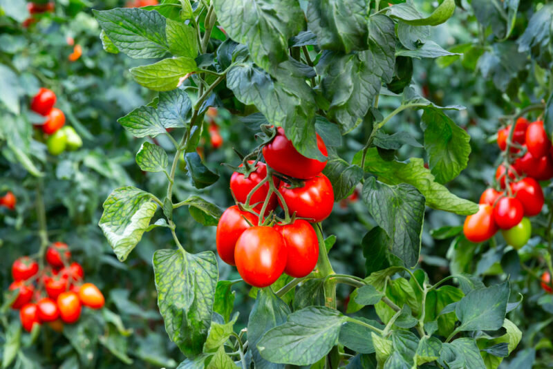 Борная кислота для завязи томатов: правила приготовления раствора