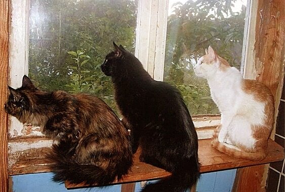 Кошки на окошке. Слева направо: Алиса, Черныш, Миша. /фото из личного архива/