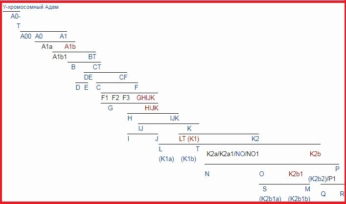 Встреча *Y-хромосомного Адама* и *митохондриальной Евы*: затянувшееся ...