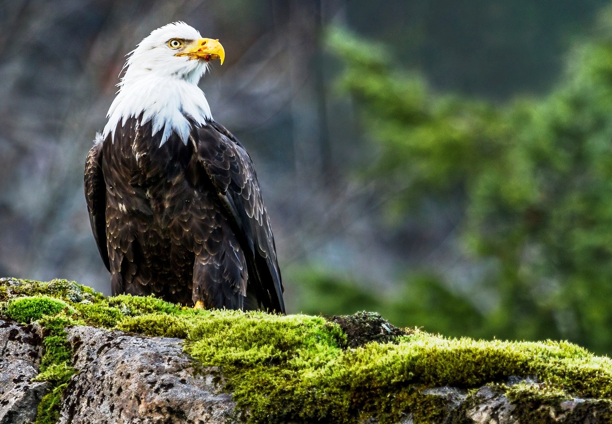 Белоголовый орлан. Хищная птица семейства ястребиных. Обитает в Северной Америке.