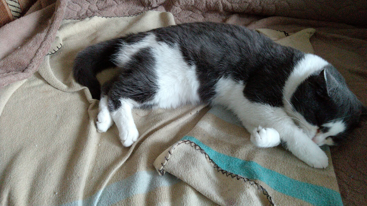 Пирожок спит, после операции.