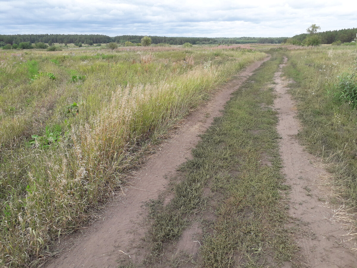 Вооон у того тополя стояли дома Даниловой. Фото автора.