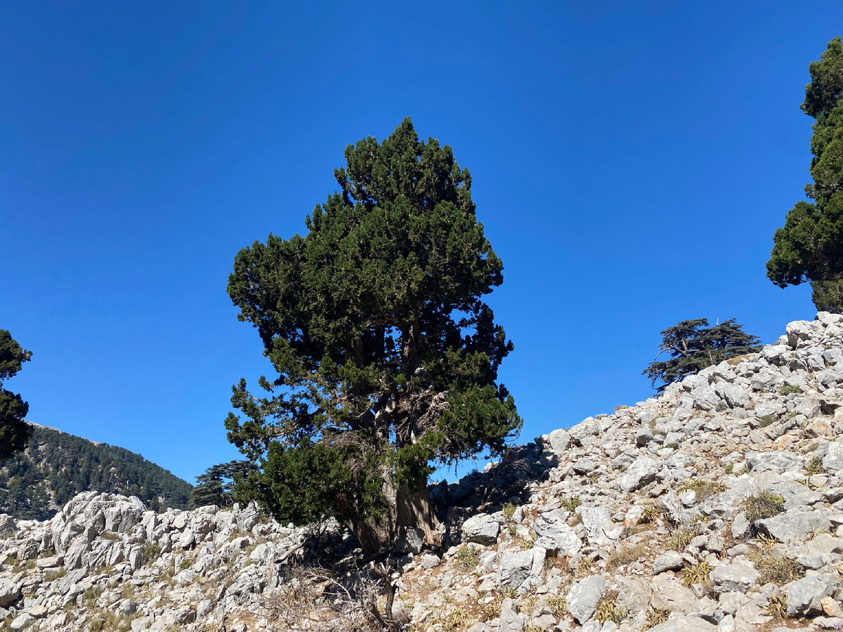 Можжевельник высокий (Juniperus excelsa)