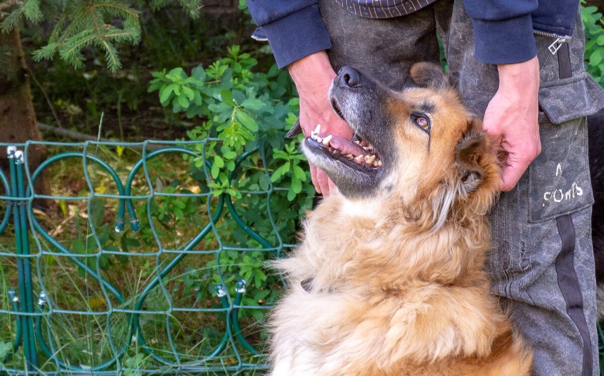 Вот так выглядит улыбка Собаки-Победительницы! Ника!