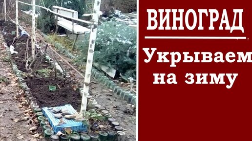 Укрытие винограда на зиму из подручных средств. Способы укрытия винограда на зиму.