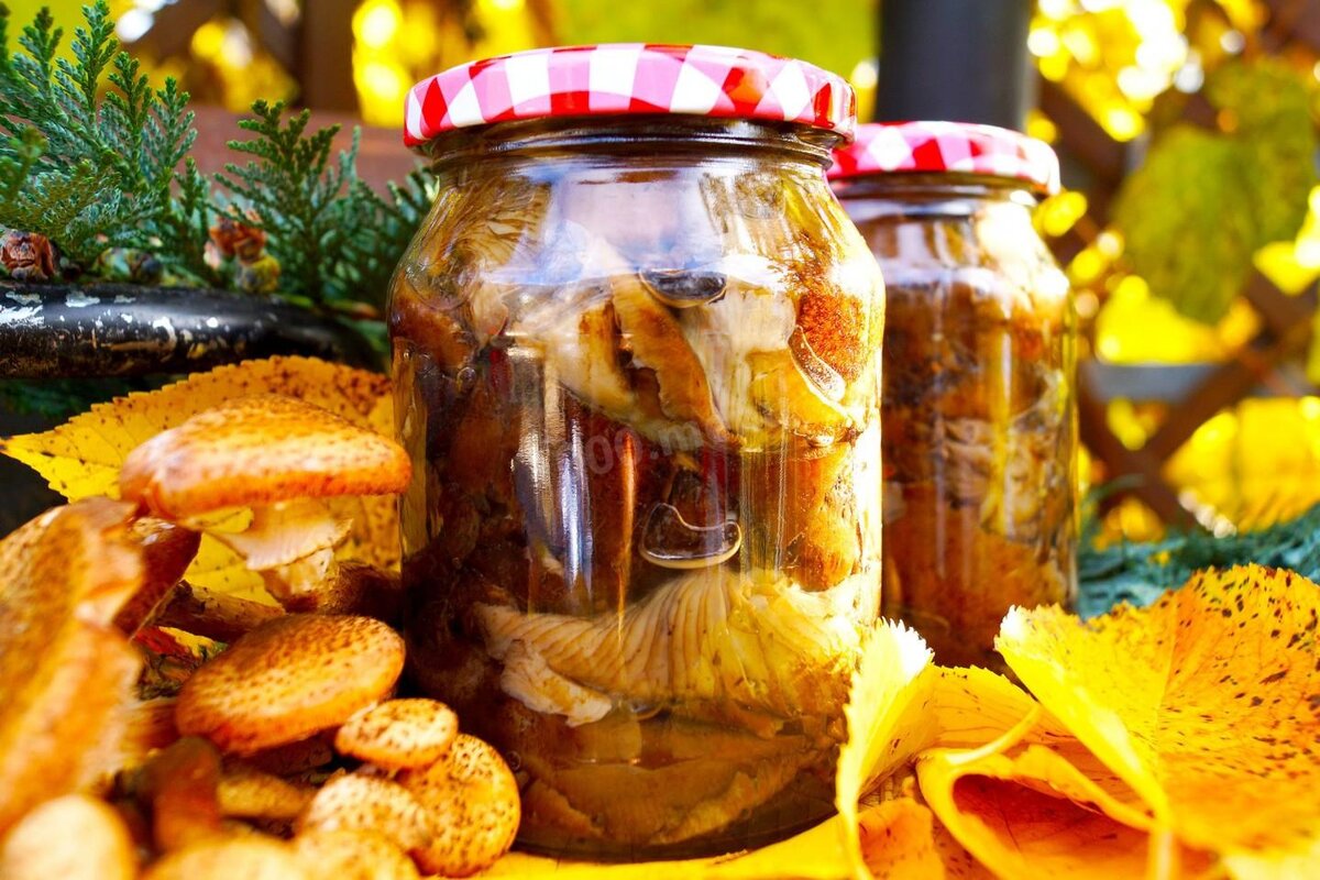 Жареные грибы на зиму. Жареные опята на зиму в банках. Вкусный рецепт золотистых опят на зиму в банках как в магазине.