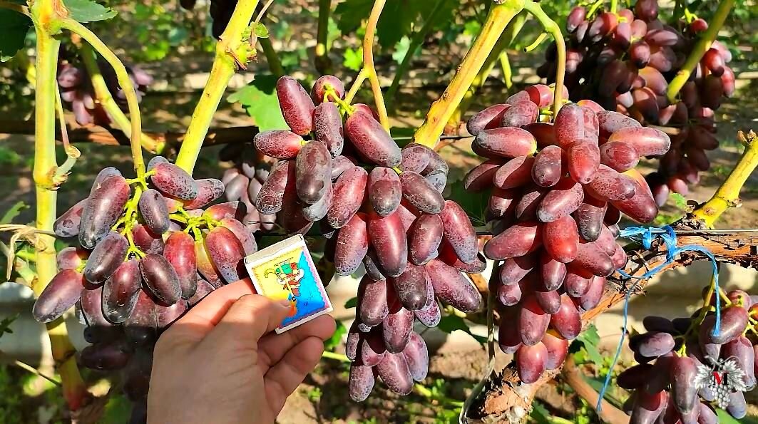 сорт винограда красава. виноград днепровский квартал. виноград днепровский сувенир описание сорта фото. виноград киш миш найт бьюти. виноград днепровский сувенир.