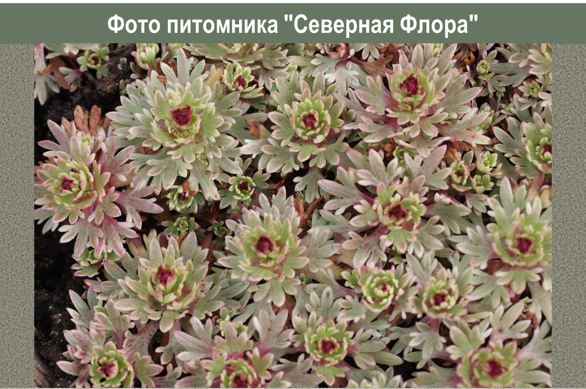 Камнеломка фламинго фото цветов на клумбе
