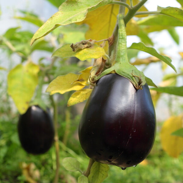 Причины пожелтения листьев