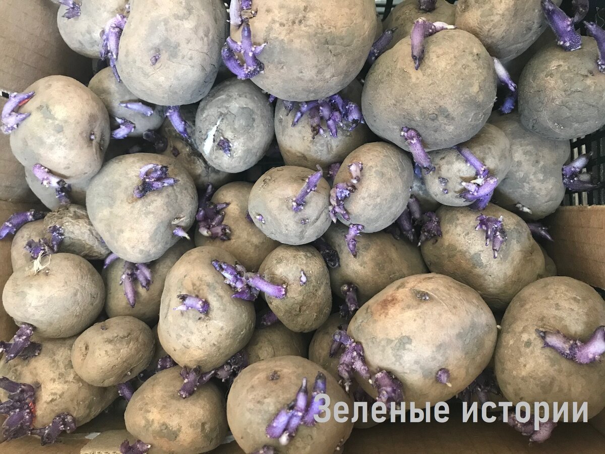 Сажаю картошку способом «наоборот», как дядя из Белоруссии научил – всегда отменный урожай, рассказываю тонкости