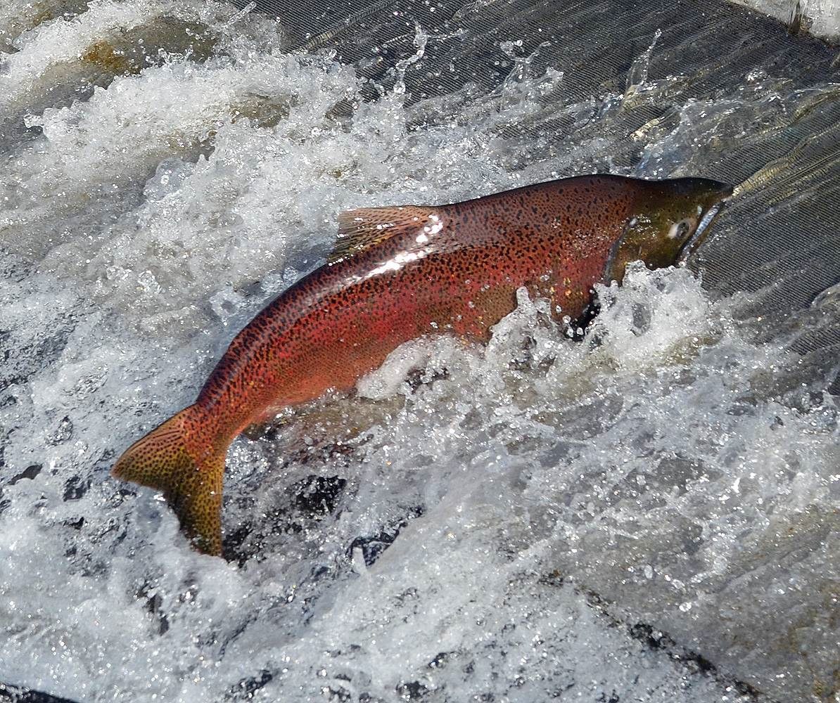 Самая крупная лососевая. Чавыча Oncorhynchus tshawytscha. Лосось чавыча. Чавыча Камчатская. Рыба Камчатки чавыча.