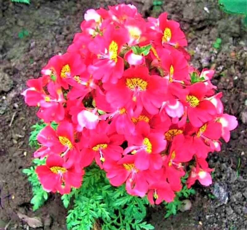 схизантус визетонский. схизантус визетонский гибридная смесь. схизантус условия выращивания. схизантус условия выращивания. шизантус перистый.