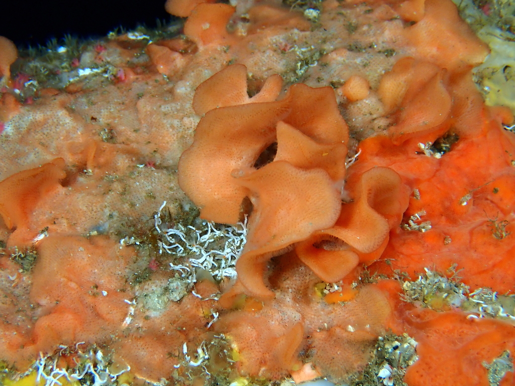 Мшанка Pentapora fascialis. Италия. Автор фото: Frédéric Andre