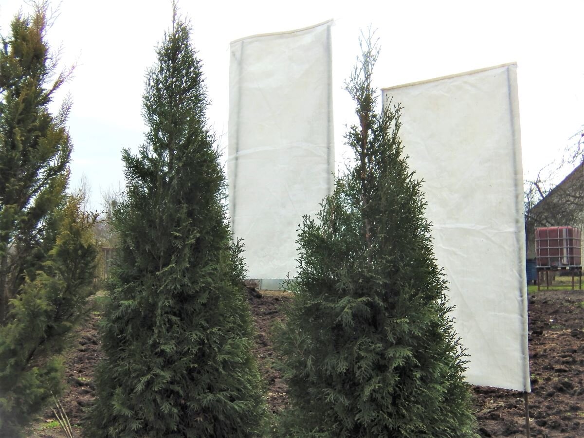 Защитные экраны для хвойных. Фото автора