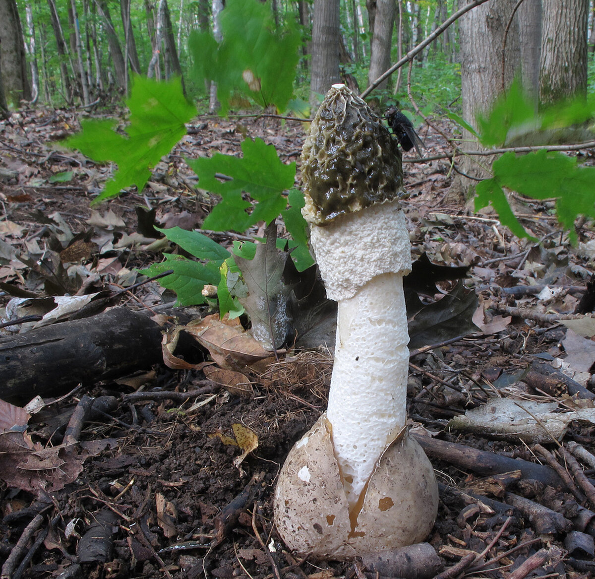 Весёлка. Фото Яндекс картинки.