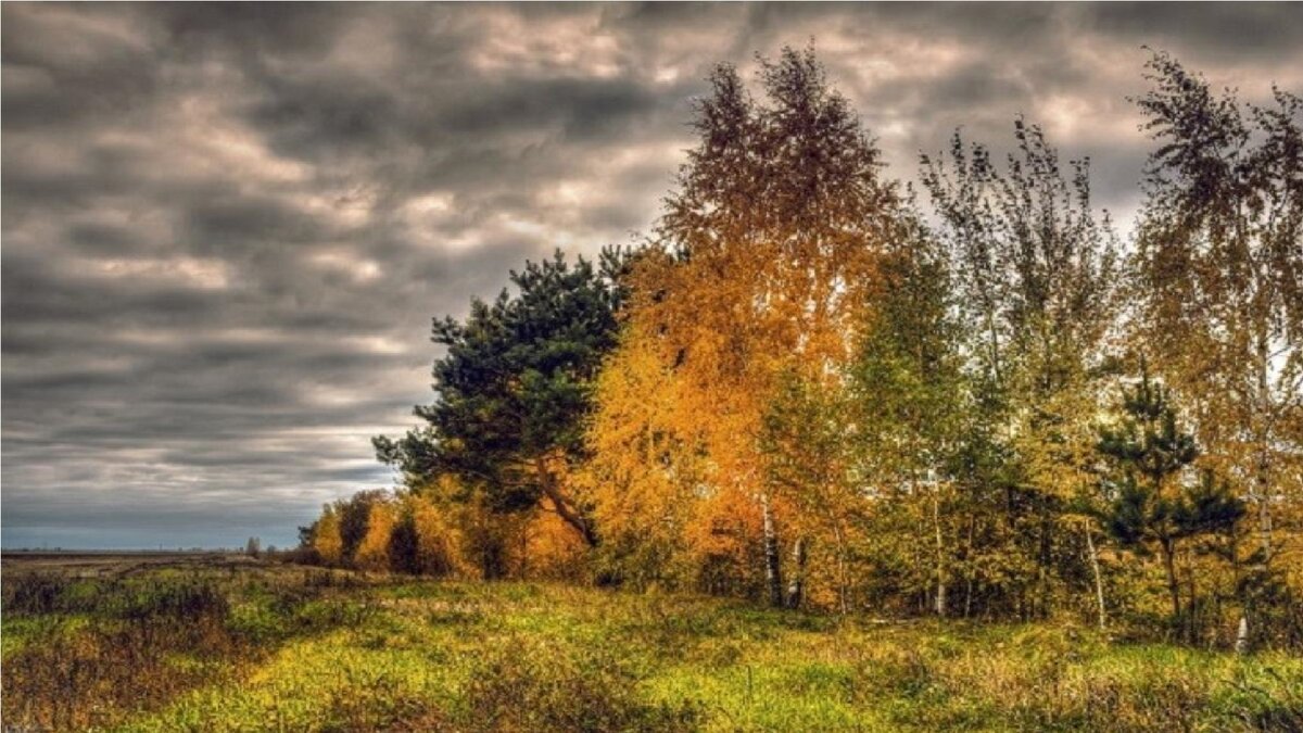 Пасмурная осень в лесу. Хмурая осень. Хмурое осеннее небо. Пасмурное небо. Хмурое небо осенью.