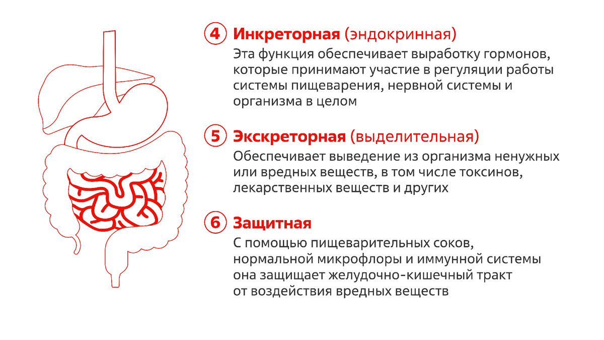 Система пищеварения: что она может, а что нет | Помоги переварить | Дзен