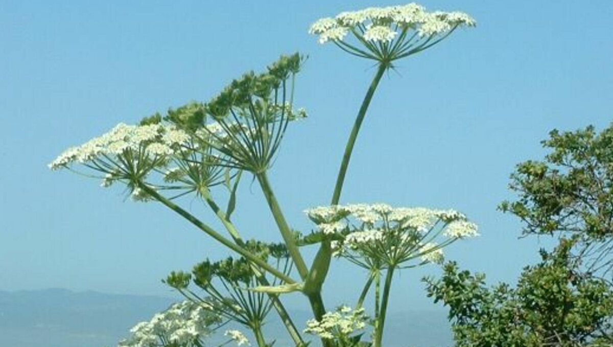     В Удмуртии с 1 января 2023 года начнут штрафовать собственников земельных участков, зарастающих борщевиком Сосновского. Такое решение приняли депутаты Госсовета республики на очередной сессии.