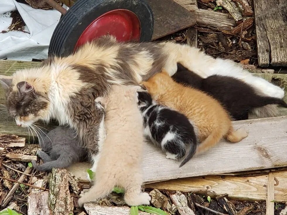 Бездомные кошки. Бездомная кошка с котятами. Кормление бездомных котов. Бездомных Котенков и кошек.