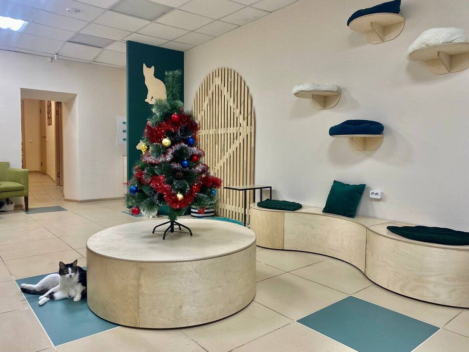 Кошачий раай в центре Ульяновска Фото: Марина ДОЛГОВА