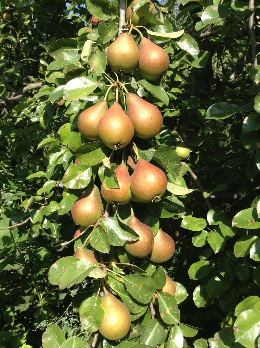 Рекордная груша) Пикабу