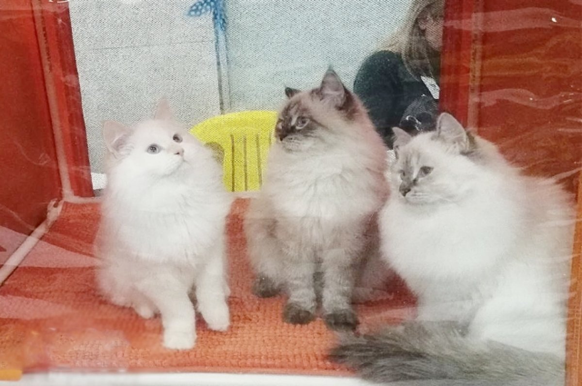    Кошачье дело. Почему так много споров о новых правилах содержания животных